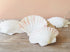 10 Natural White Deep Scallop Shells - Pack of 10. Deep scallop shell for candles, jewellery holder, decor, craft projects